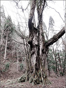 芦生研究林の「ヌシ神」の大桂